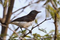 Skaliarik rozmanitý - Oenanthe picata - Variable Wheatear