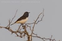 Skaliarik rozmanitý - Oenanthe picata - Variable Wheatear