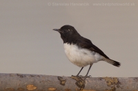 Skaliarik rozmanitý - Oenanthe picata - Variable Wheatear