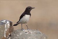 Skaliarik rozmanitý - Oenanthe picata - Variable Wheatear
