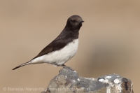 Skaliarik rozmanitý - Oenanthe picata - Variable Wheatear