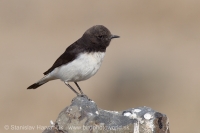 Skaliarik rozmanitý - Oenanthe picata - Variable Wheatear