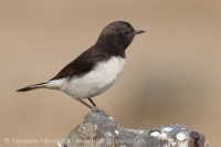 Skaliarik rozmanitý - Oenanthe picata - Variable Wheatear