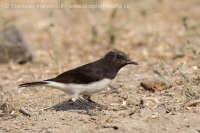 Skaliarik rozmanitý - Oenanthe picata - Variable Wheatear