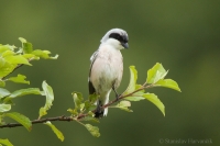 Strakoš kolesár - Lesser Grey Shrike