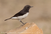 Skaliarik rozmanitý - Oenanthe picata - Variable Wheatear