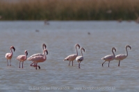 Plameniak menší - Phoeniconaias minor - Lesser Flamingo