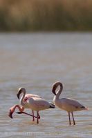 Plameniak menší - Phoeniconaias minor - Lesser Flamingo