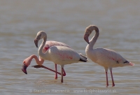 Plameniak menší - Phoeniconaias minor - Lesser Flamingo