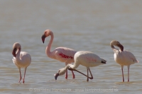 Plameniak menší - Phoeniconaias minor - Lesser Flamingo