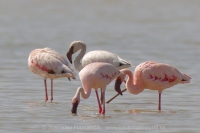 Plameniak menší - Phoeniconaias minor - Lesser Flamingo