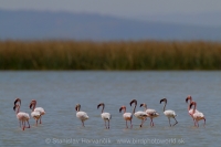 Plameniak menší - Phoeniconaias minor - Lesser Flamingo