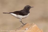 Skaliarik rozmanitý - Oenanthe picata - Variable Wheatear