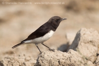 Skaliarik rozmanitý - Oenanthe picata - Variable Wheatear