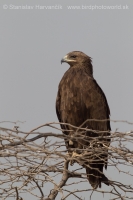 Orol hrubozobý - Aquila clanga - Greater Spotted Eagle