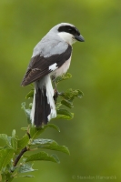 Strakoš kolesár - Lesser Grey Shrike