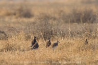 Cíbik stepný - Vanellus gregarius - Sociable Lapwing