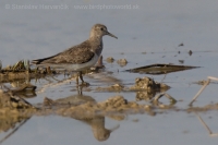 Pobrežník sivý - Calidris teminckii - Temminck´s Stint