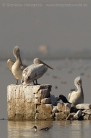 Pelikán kučeravý - Pelecanus crispus - Dalmatian Pelican