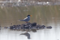 Rybár zlatozobý - Sterna aurantia - River Tern