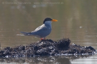 Rybár zlatozobý - Sterna aurantia - River Tern