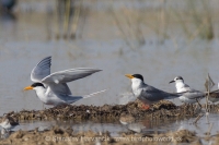 Rybár zlatozobý - Sterna aurantia - River Tern