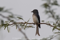 Drongo sivobruchý - Dicrurus caerulescens - White-bellied Drongo
