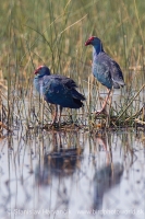 Sultánka purpurová - Porphyrio porphyrio - Purple Swamphen