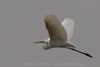 Volavka prostredná - Mesophoyx intermedia - Intermediate Egret 
