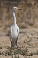 Volavka prostredná - Mesophoyx intermedia - Intermediate Egret 