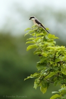 Strakoš kolesár - Lesser Grey Shrike
