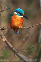 Rybárik riečny - Alcedo atthis - Common Kingfisher
