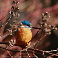 Rybárik riečny - Alcedo atthis - Common Kingfisher