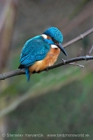 Rybárik riečny - Alcedo atthis - Common Kingfisher