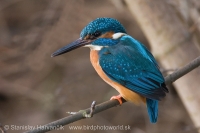 Rybárik riečny - Alcedo atthis - Common Kingfisher