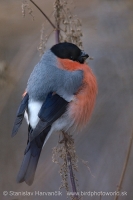 Hýľ obyčajný - Pyrrhula pyrrhula - Bullfinch