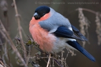 Hýľ obyčajný - Pyrrhula pyrrhula - Bullfinch