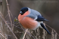 Hýľ obyčajný - Pyrrhula pyrrhula - Bullfinch