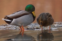 Kačica divá - Anas platyrhynchos - Mallard
