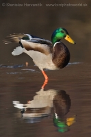 Kačica divá - Anas platyrhynchos - Mallard