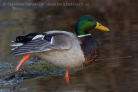 Kačica divá - Anas platyrhynchos - Mallard