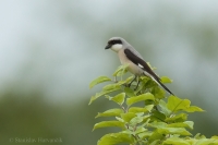 Strakoš kolesár - Lesser Grey Shrike