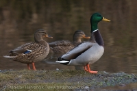 Kačica divá - Anas platyrhynchos - Mallard