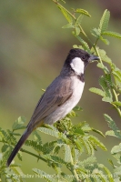 Bylbyl bielolíci - Pycnonotus leucotis - White-eared Bulbul