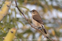 Mníška striebrozobka - Euodice malabarica - Indian Silverbill