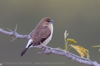Mníška striebrozobka - Euodice malabarica - Indian Silverbill