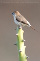 Mníška striebrozobka - Euodice malabarica - Indian Silverbill