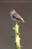 Mníška striebrozobka - Euodice malabarica - Indian Silverbill