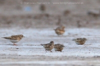 Škovránka krátkoprstá - Calandrella brachydactyla - Greater Short-toed Lark