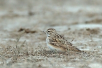 Škovránka krátkoprstá - Calandrella brachydactyla - Greater Short-toed Lark